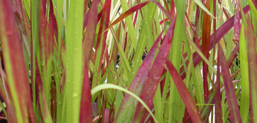 Blood Grass