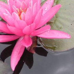 Hardy Water Lilly