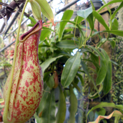 Nepenthes traps